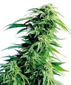 Monster Cookies Seeds
