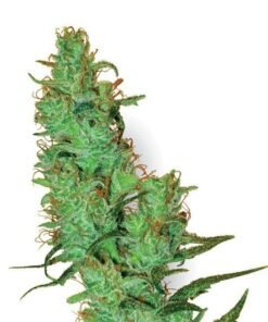Montana Silvertip Seeds