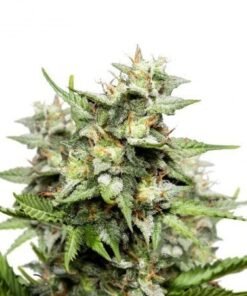 Motorbreath #15 Seeds