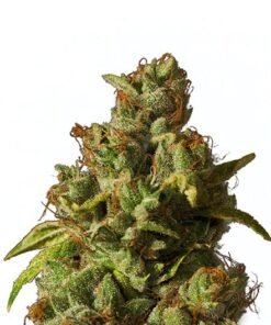 Mt. Rainier Seeds