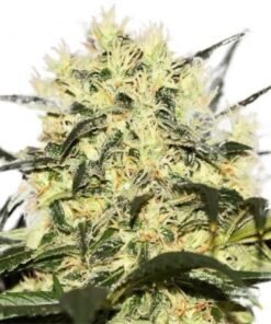 Neville’s Haze Auto