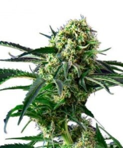 Northern Wreck Seeds