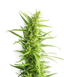 Northern Wreck Seeds