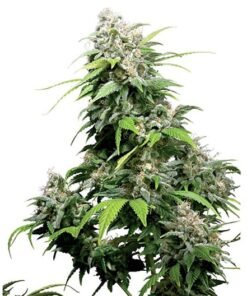 OG’s Pearl Auto