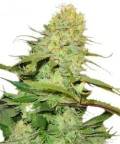 Orange Kush Seeds
