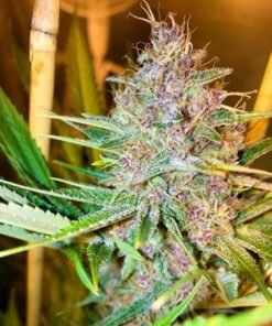 Original Glue Seeds