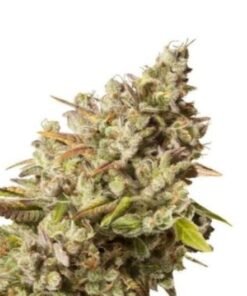 Banana Cream OG Auto