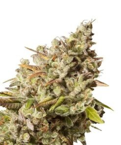Pakistan Valley Kush Auto
