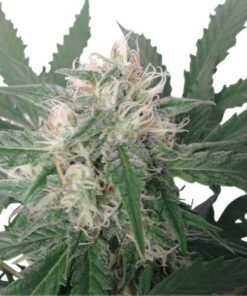 Phantom OG Seeds