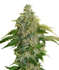 Pine Tar Kush Seeds