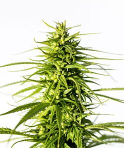 Platinum Bubba Kush Seeds
