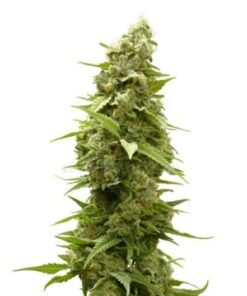 Platinum Kush Seeds