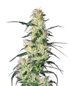 Pluto Kush Auto
