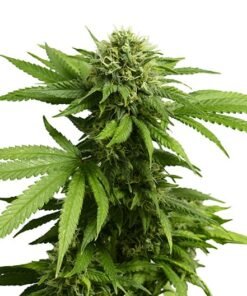 Pot of Gold Auto