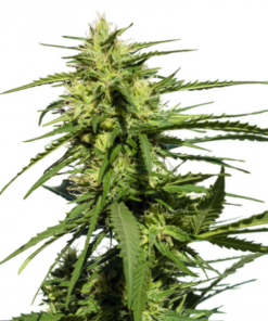 Purple Candy Auto
