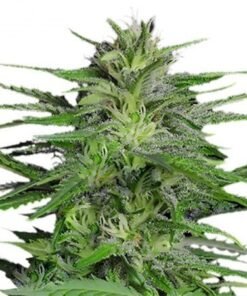 Purple Gorilla Seeds