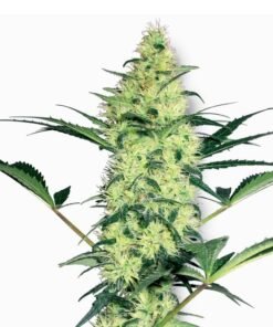 Purple OG Kush Auto