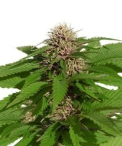 Purple Punch Seeds