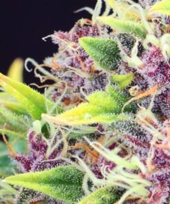 Purple Sour Diesel Auto