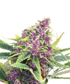 Purple Star Auto