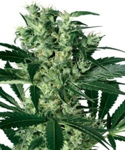 Purple Voodoo Auto