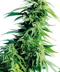 Rare Dankness #1 Seeds