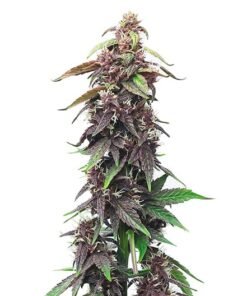 Raspberry Kush Seeds
