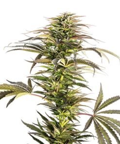Ray Charles Seeds