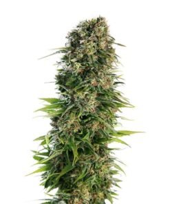 Red Dwarf Seeds