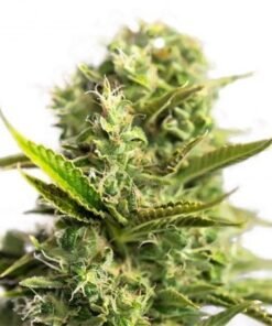 Romulan Seeds