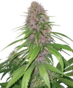 Royal Highness CBD Seeds