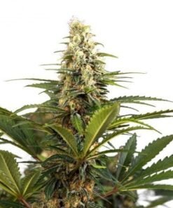 Sharksbreath Seeds