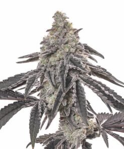 Shishkaberry Seeds