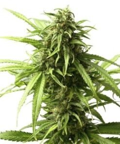 Shiva Skunk Seeds
