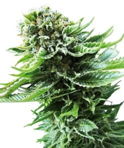 Shiva Skunk Seeds