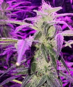 Island Sweet Skunk Auto