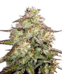 Snow White Auto