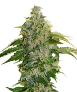 Sour Apple Auto