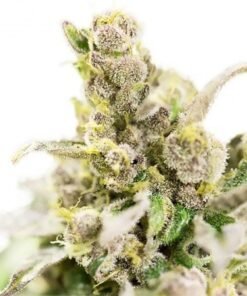 Sour Cream Seeds