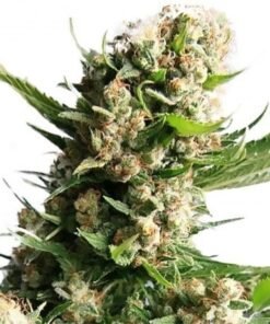 Sour Tsunami CBD Seeds