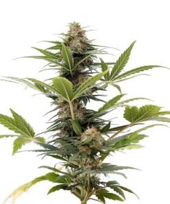 South Indian Indica Seeds