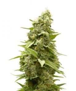 Space Candy Seeds