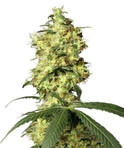 Star Killer Seeds