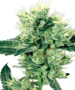 Stardawg Seeds