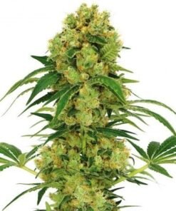 Stephen Hawking Kush CBD Seeds