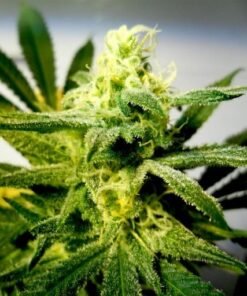 Strawberry Kush Seeds