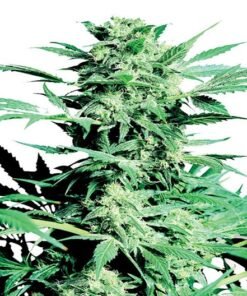 Sugar Shack Seeds