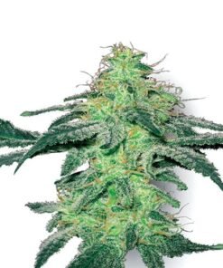 Super Blue Dream Seeds