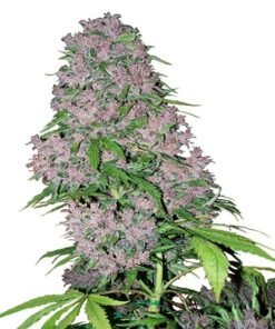Super Jack Auto