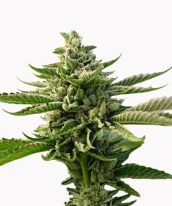 Super Jack Seeds